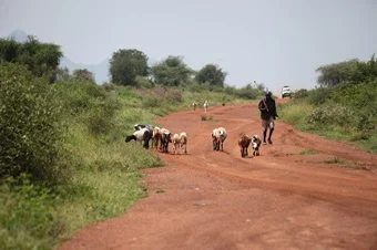 A shepherd with a few goats on an African trail
