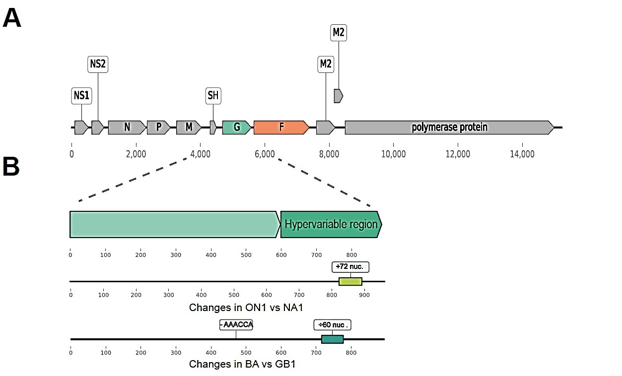 Figure1_human_RSV_genome