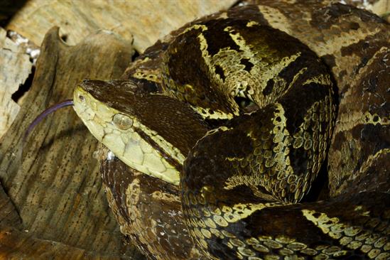 Bothrops asper