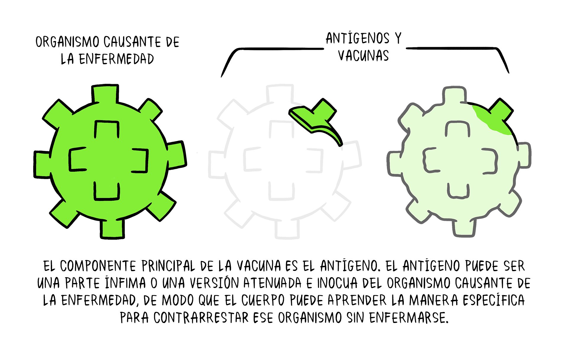 Vaccines topic 2 01 Vaccine Antigens-fr Illustration sur l'antigène qui entre dans la composition d'un vaccin